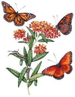 Monarch & Queen butterflies on Mexican milkweed