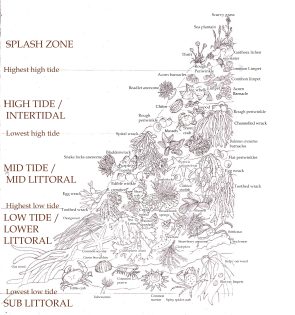 Rocky shore community Annotated rough