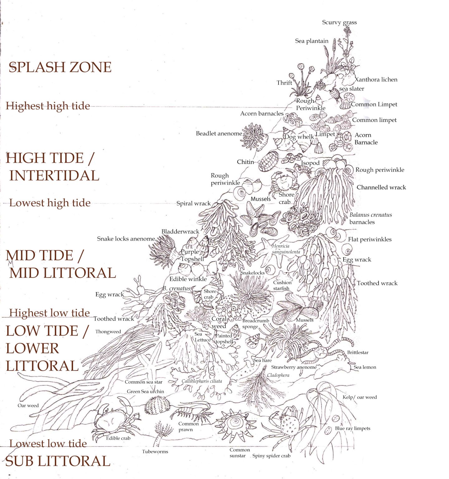 Rocky shore ecosystem illustration Lizzie Harper