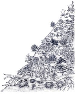 Rocky shore line ecosystem zonation of species