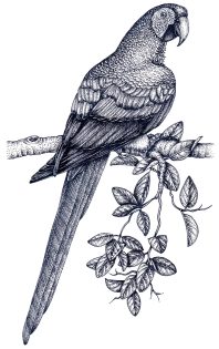 Scarlet macaw Ara macao with foliage – SOLD –