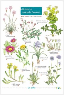 Guide to Seaside Flowers by Simon Norman & Lizzie Harper