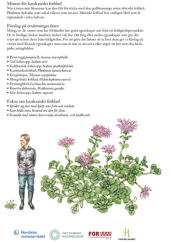 Caucasian Stonecrop Sedum spurius