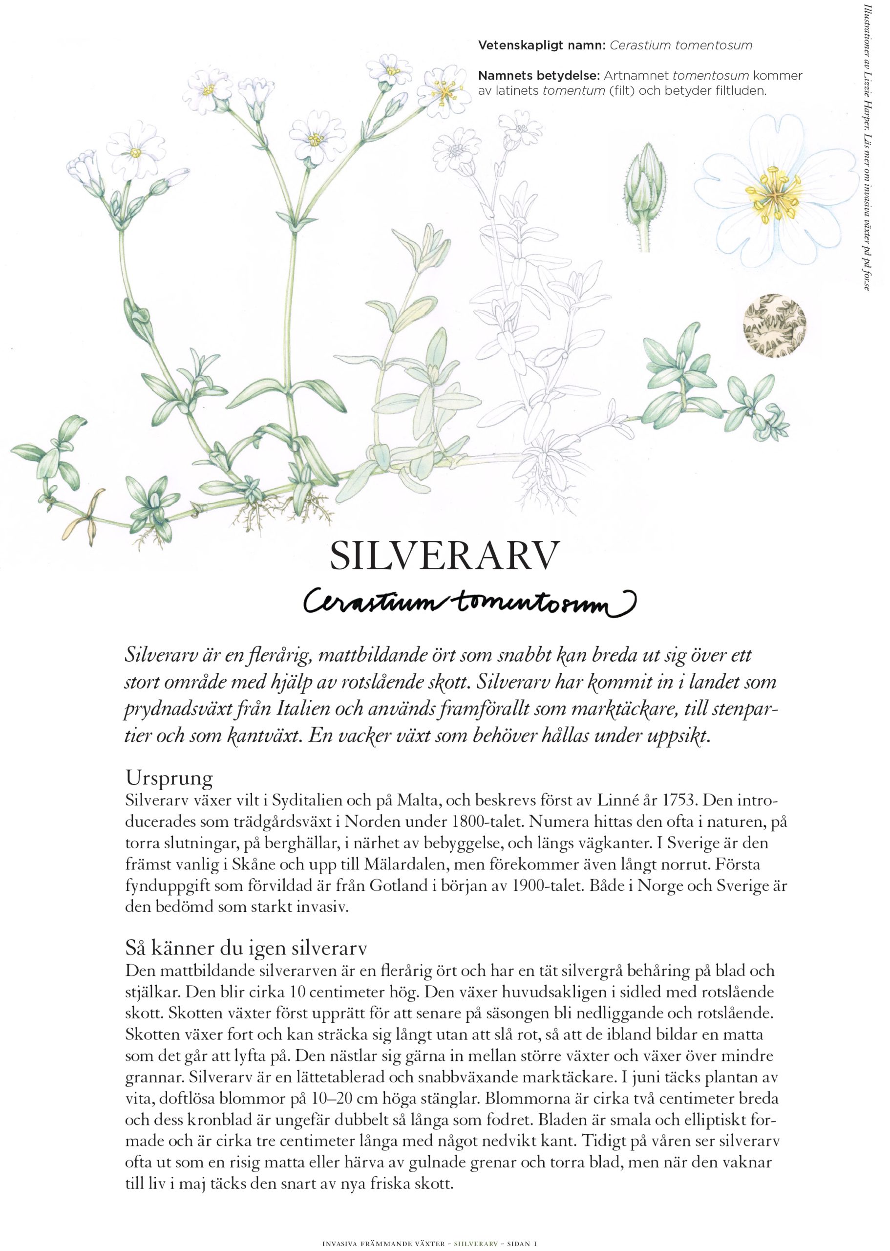 Invasive Plant Sketchbook Studies