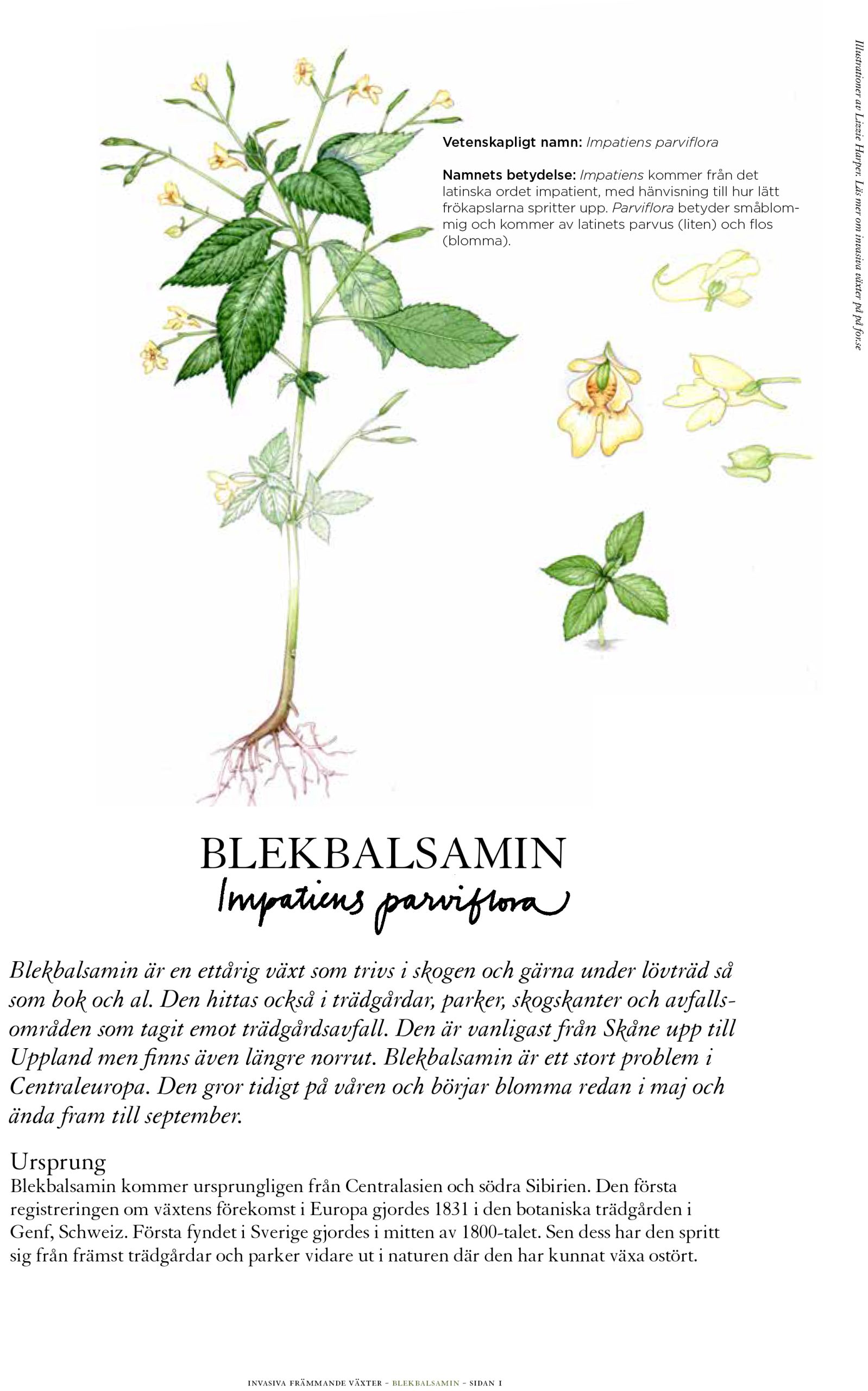 Small balsam sketchbook study