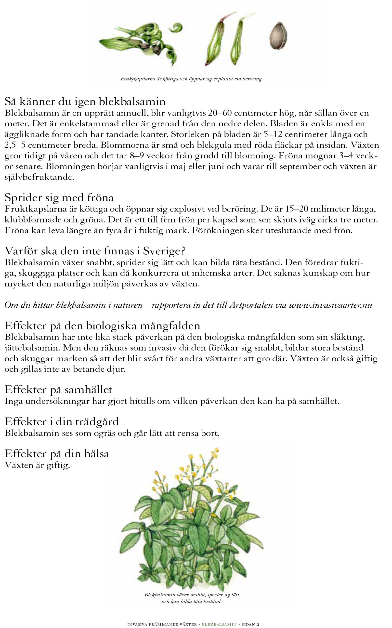 Small balsam sketchbook study