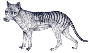 Thylacine Thylacinus cynocephalus – SOLD –