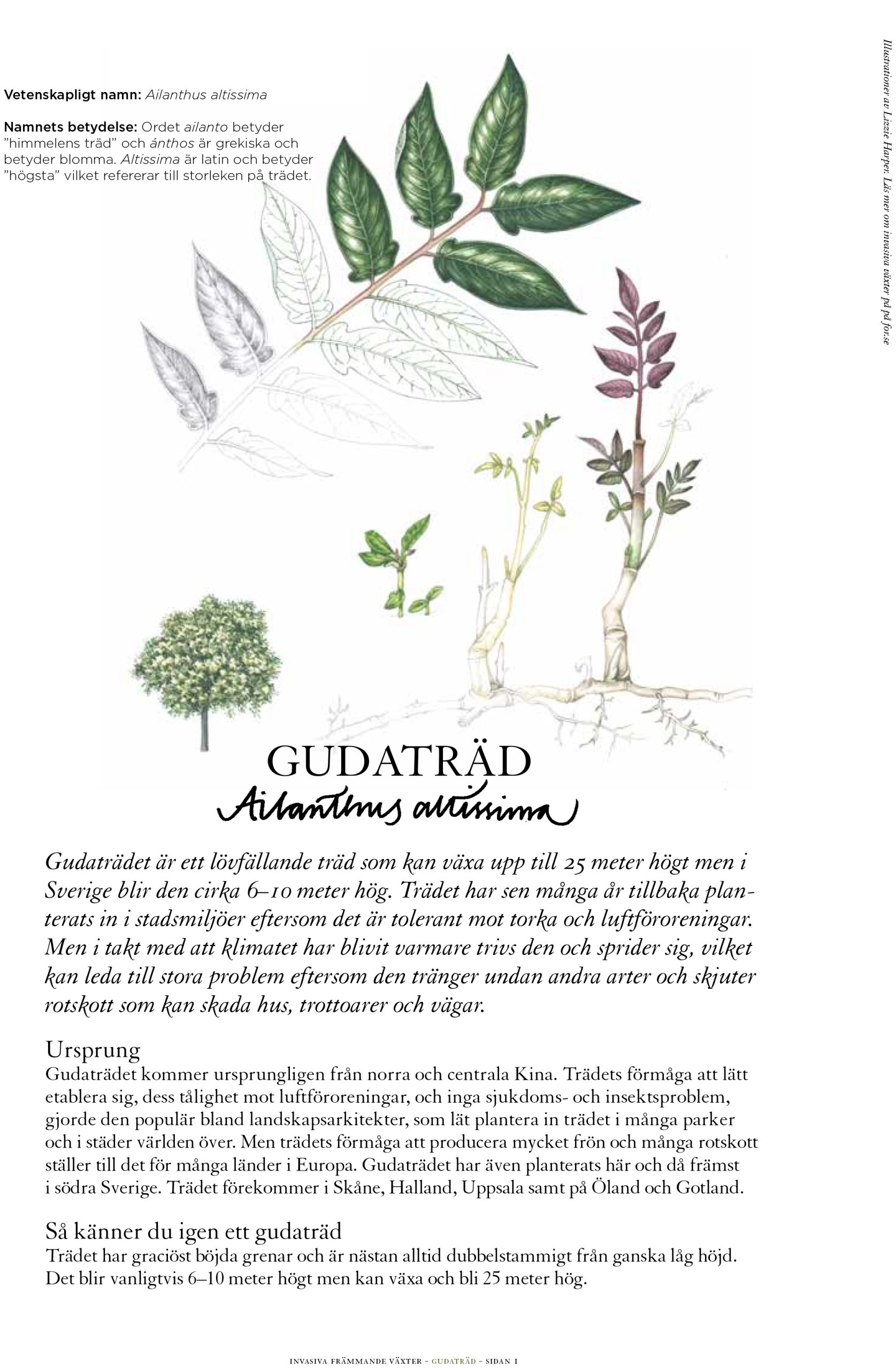 Invasive Plant Sketchbook Studies