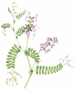 Wood vetch Vicia sylvatica – SOLD –