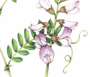 wood vetch