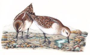 Little stint Calidris minuta