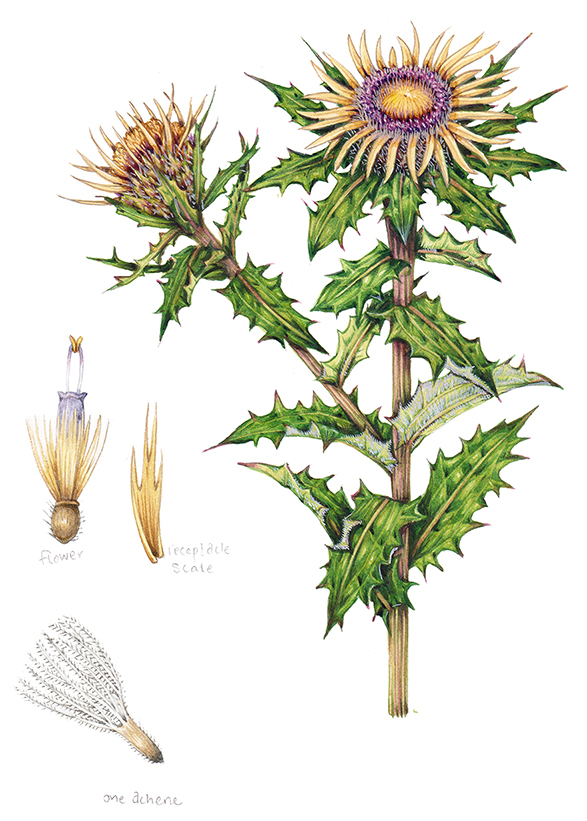 Carline thistle