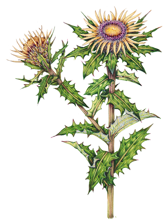 Carline thistle