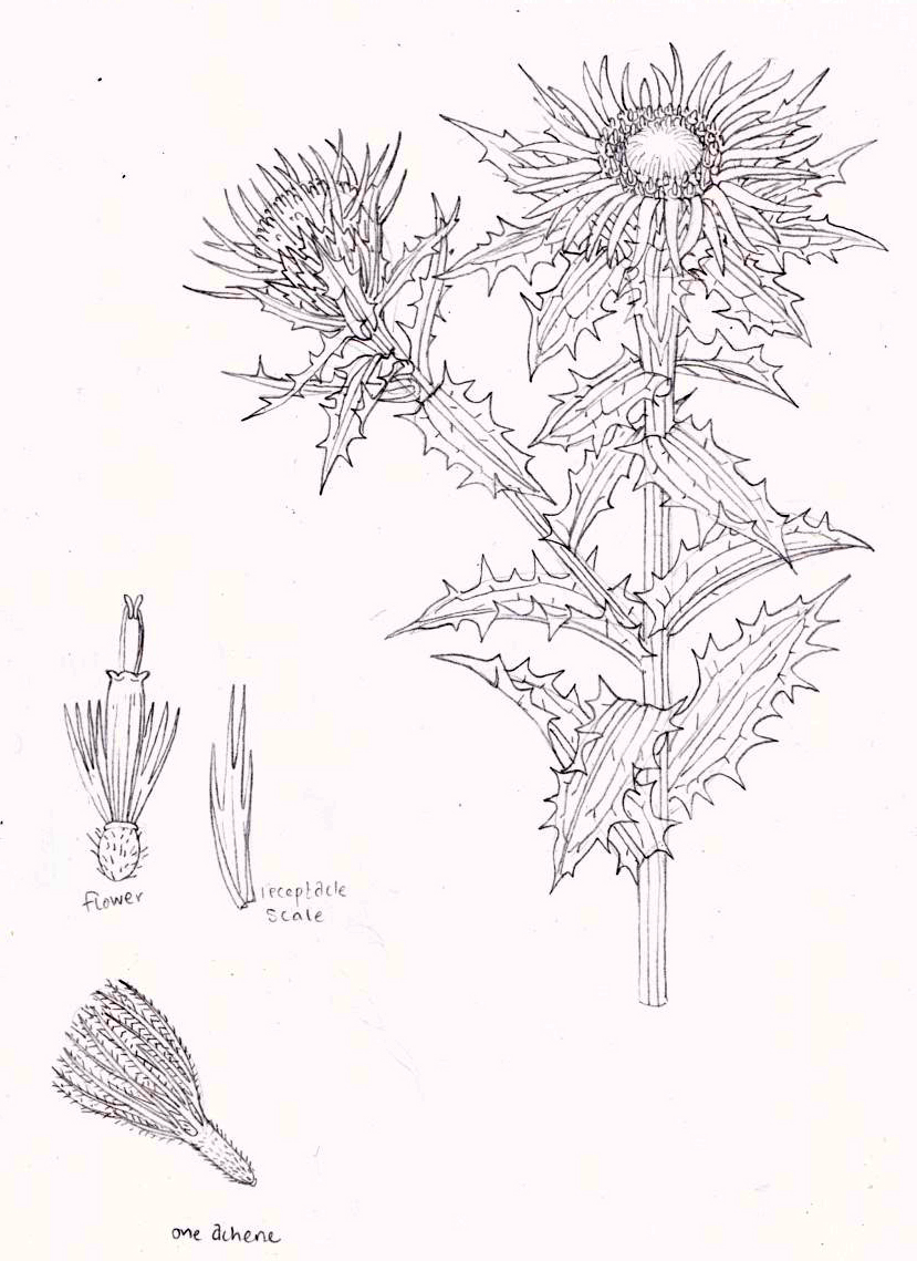 Carline thistle
