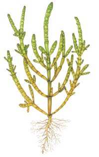 Common glasswort Salicornia europaea