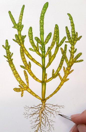 Common glasswort