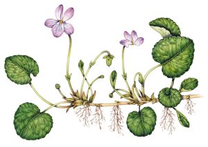 Marsh violet Viola palustris – SOLD –