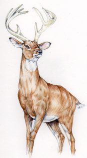 White tailed Deer colour rough
