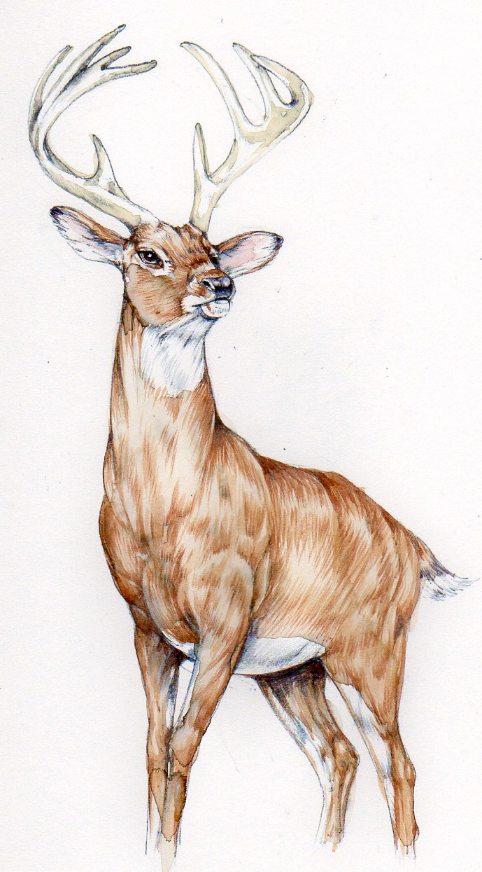 Couple deer tattoo doe outline | Deer drawing, Animal drawings, Deer sketch