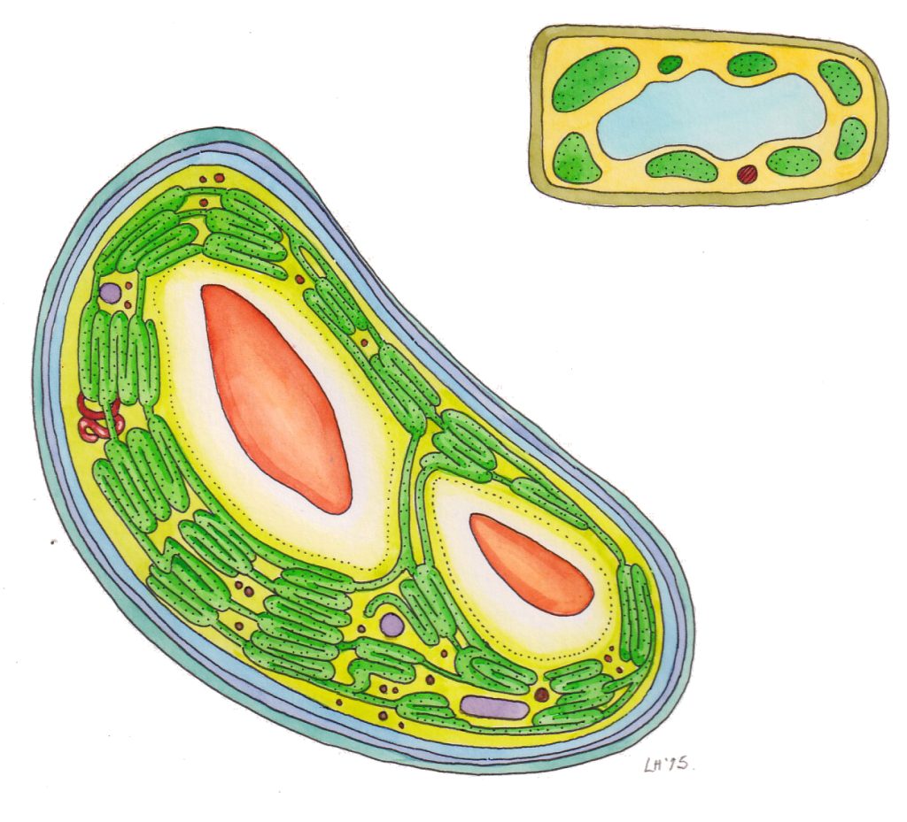 Chloroplast and plant cell diagram Lizzie Harper