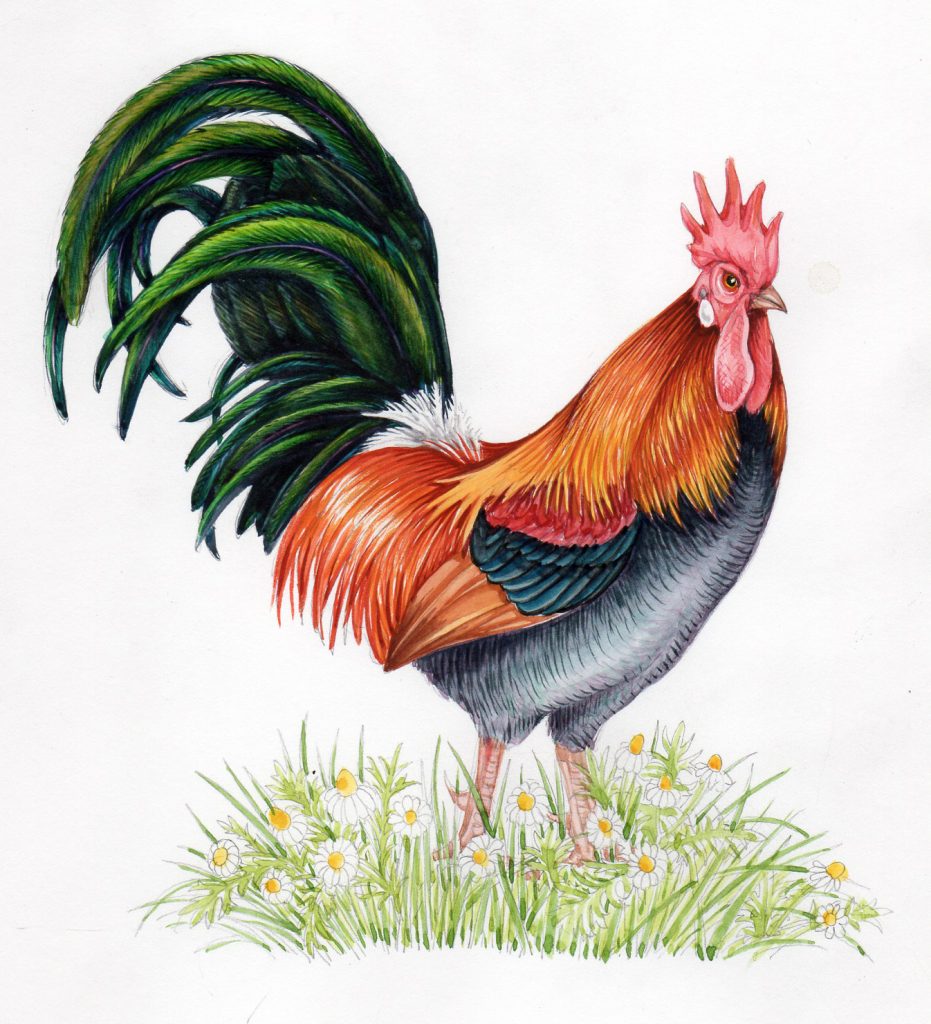 Cockerel colour rough - Lizzie Harper