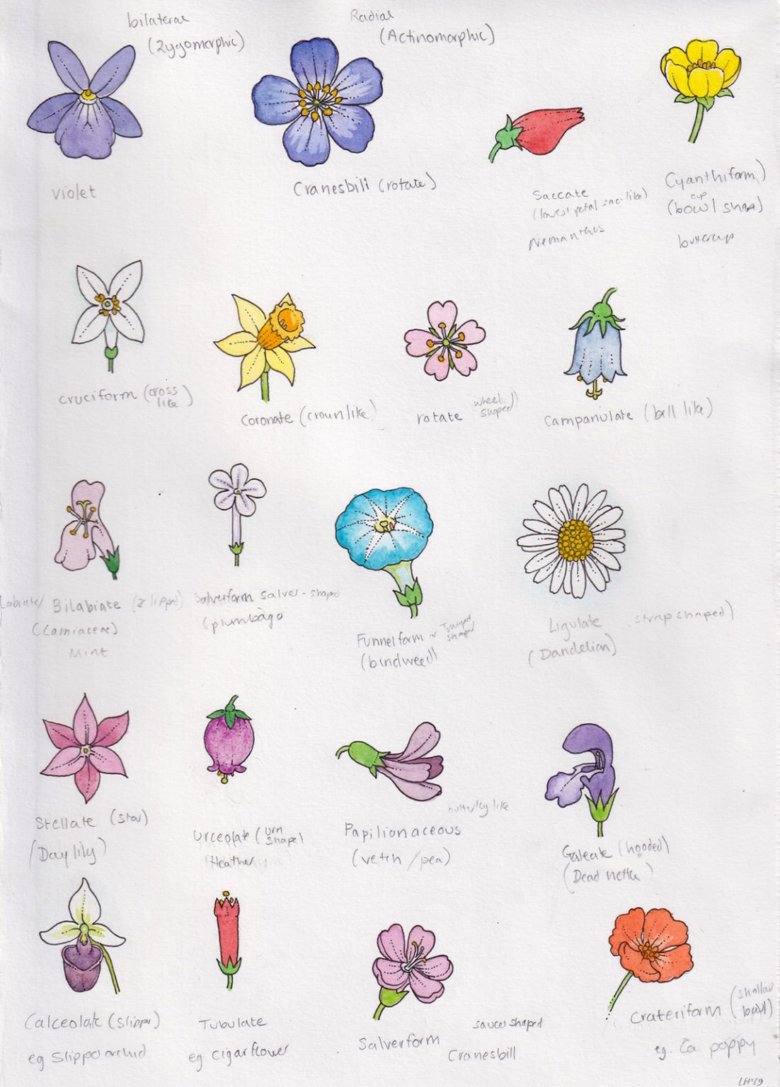 Flower shape terminology diagram Lizzie Harper