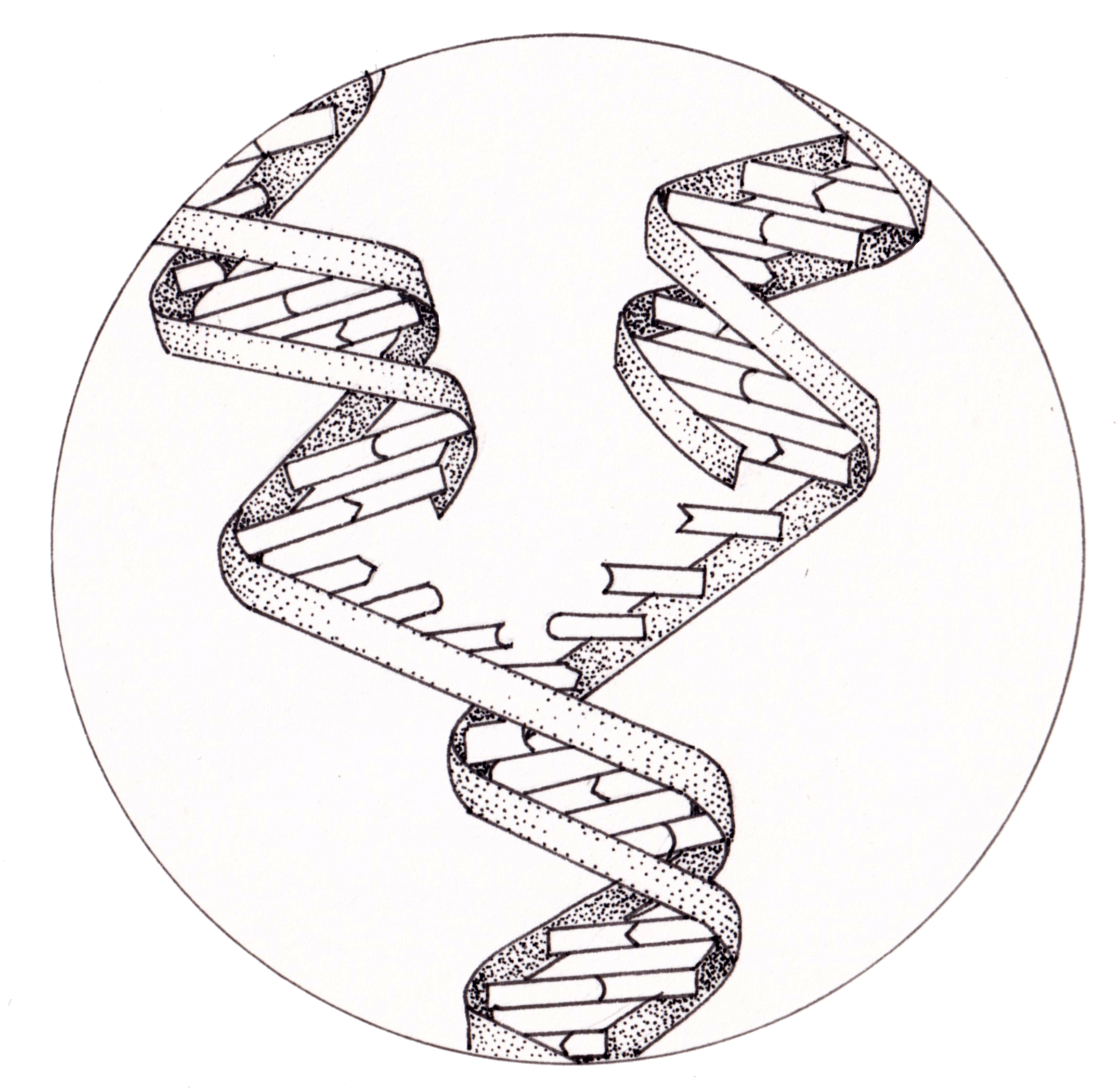 DNA