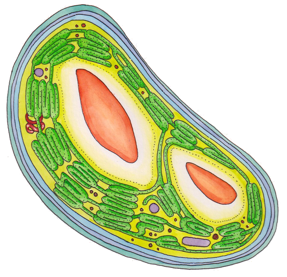 Chloroplast & Plant cell diagram Lizzie Harper