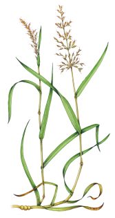 False Oat-grass Arrhenatherum elatius