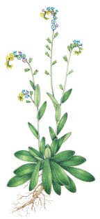 Changing forget-me-not Myosotis discolor – SOLD –