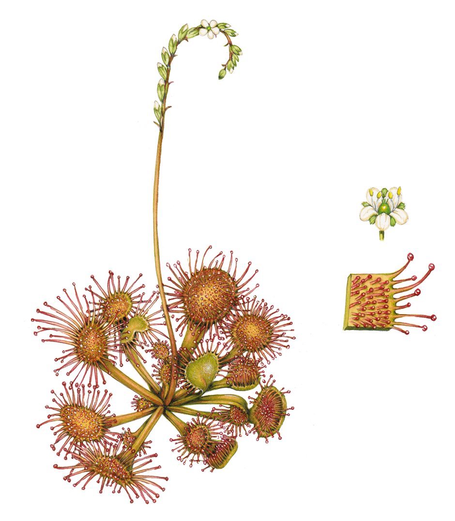 common-or-round-leaved-sundew-drosera-rotundifolia-lizzie-harper