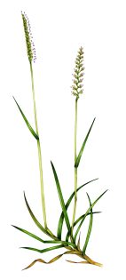 Crested Dog’s-tail grass Cynosurus cristatus 2