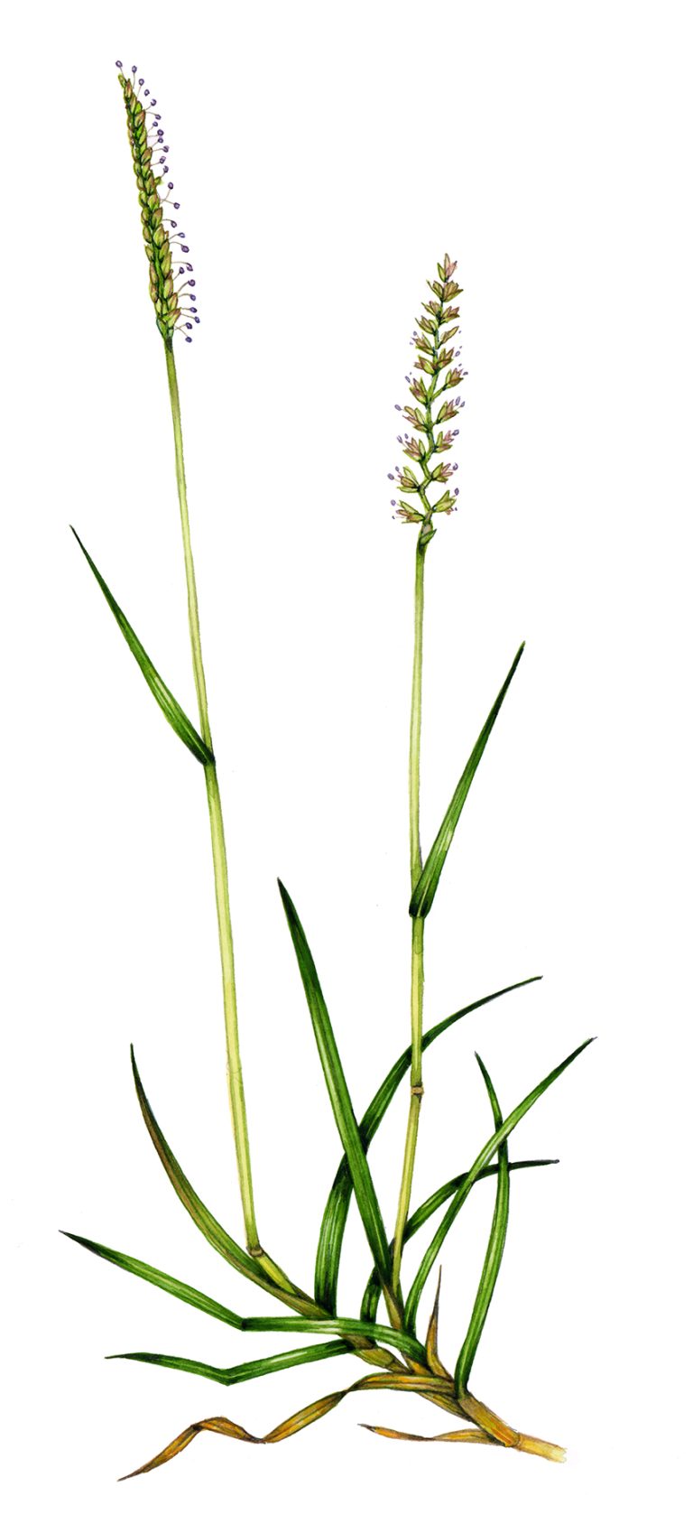 Crested Dog's-tail grass Cynosurus cristatus 2 - Lizzie Harper