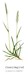 Crested Dog’s-tail grass Cynosurus cristatus with name
