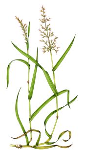 False Oat grass Arrhenatherum elatius 3