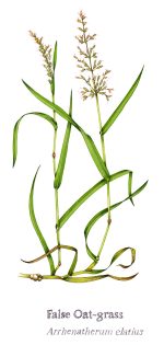 False Oat grass Arrhenatherum elatius with written name
