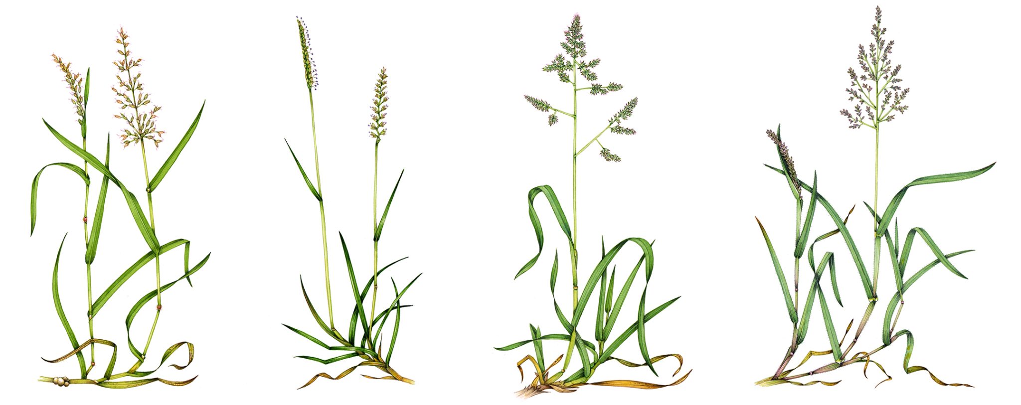 Common Grass Species Identification Some Easy Shortcuts Lizzie Harper