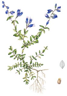 Heath Milkwort Polygala serpyllifolia
