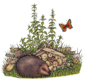 Hedgehog Erinaceus europaeus with log-pile fungi and small tortoiseshell – SOLD –