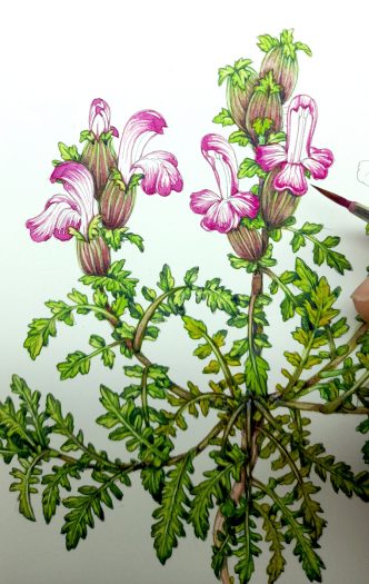 Lousewort Pedicularis