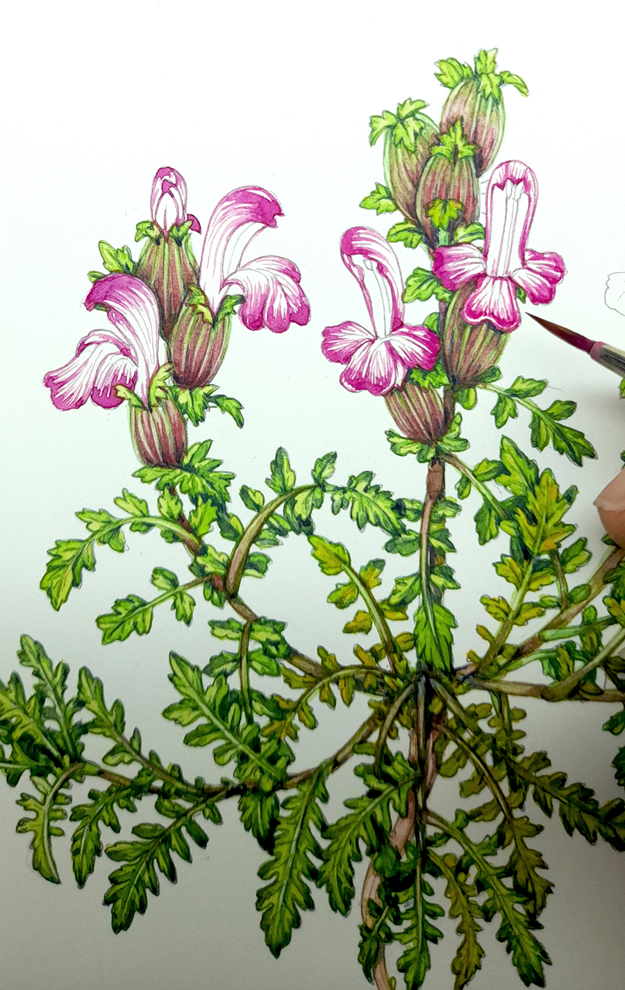 Lousewort Pedicularis