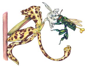 Orchid bee Euglossa cybelia