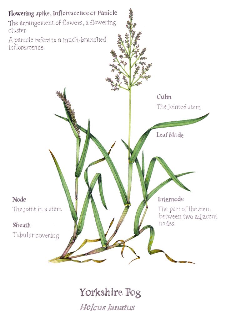 Yorkshire Fog Holcus lanatus grass with annotations and name - Lizzie ...