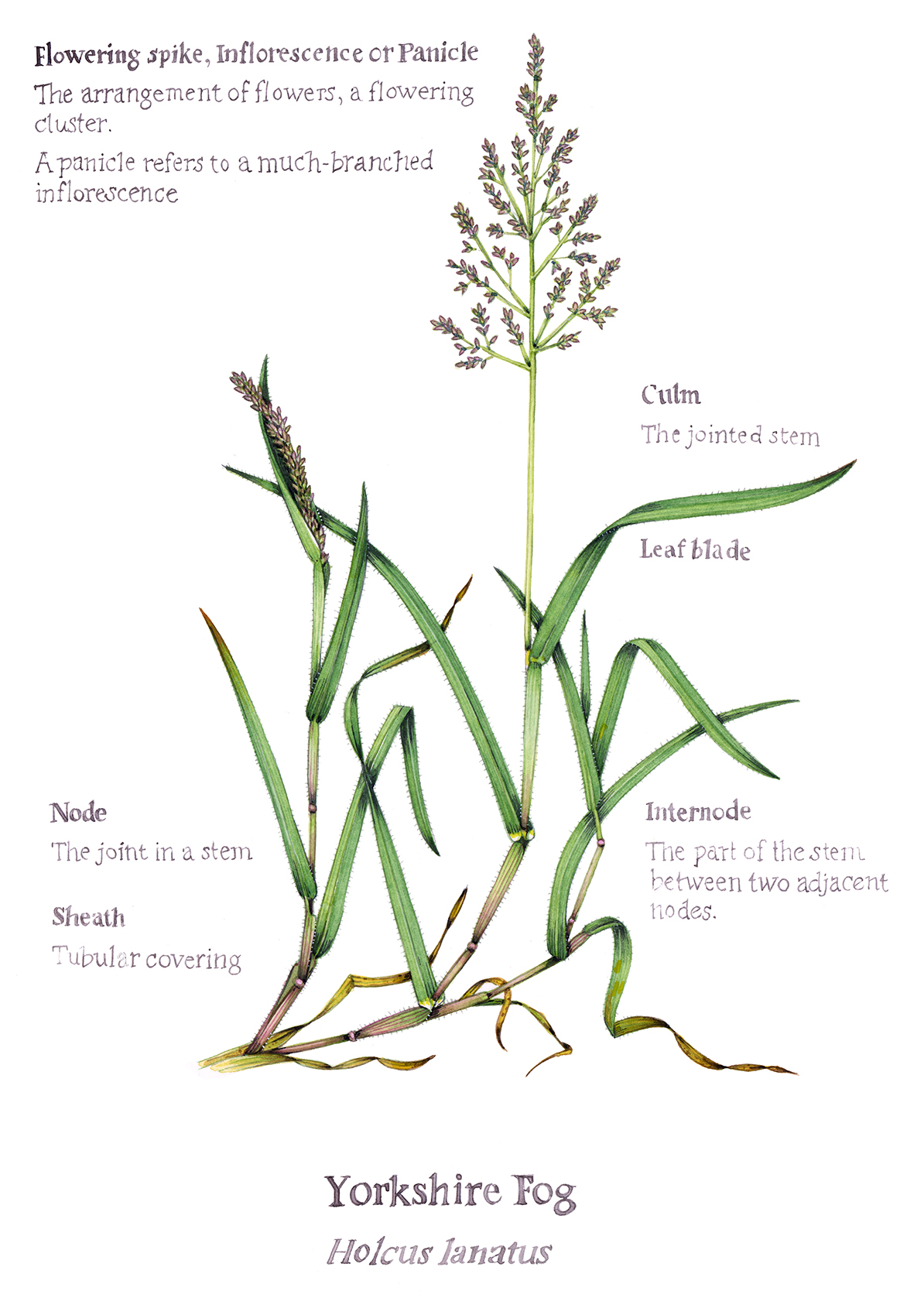 yorkshire-fog-holcus-lanatus-grass-with-annotations-and-name-lizzie