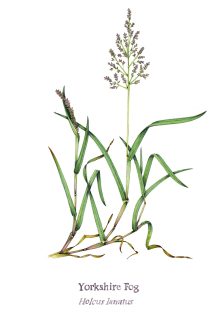 Yorkshire Fog Holcus lanatus grass with written name