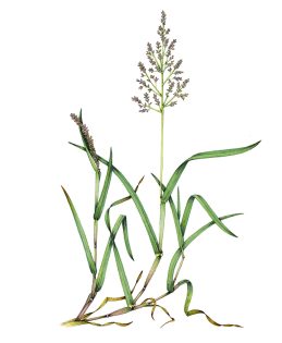 Yorkshire Fog grass Holcus lanatus 2