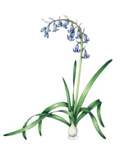 Bluebell sketch Hyacinthoides non-scripta