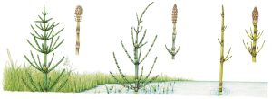 Horsetails: Calamophyte Equisetum arvense, palustre, & fluviatile