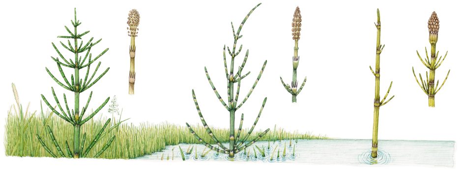 Horsetails: Calamophyte Equisetum arvense, palustre, & fluviatile ...