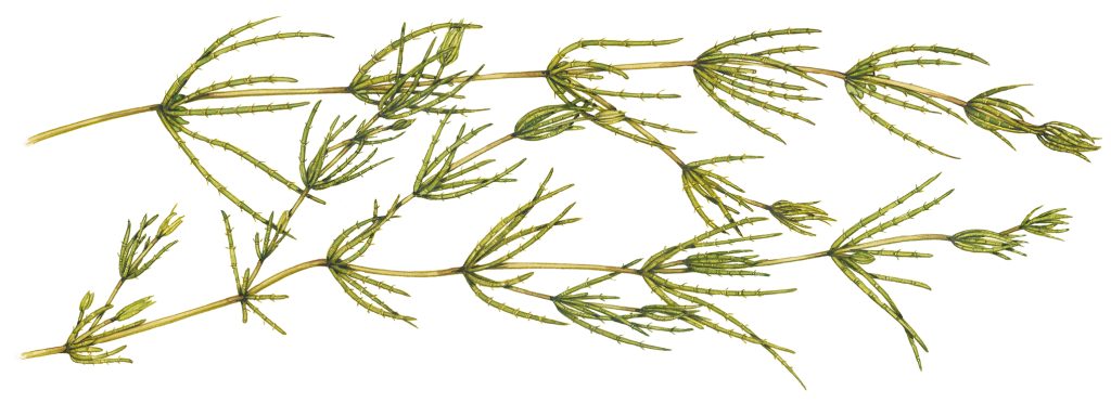 Botanical illustration from Brecknockshire flora